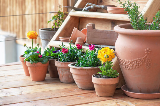 colorful flowers potted on the floor of a wooden terrace and terracotta flower pots on a shelf background with gardening equipment