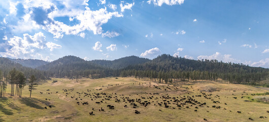 Elevated view of bison buffalo herd on the open prairie at Custer State Park, South Dakota  © Lost_in_the_Midwest