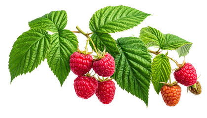 Himbeeren, freigestellt