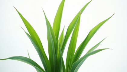 Fototapeta premium Green bulrush leaves spread against clean white. Natural plant detail, isolated for design. Minimalist botanical element for organic themes.