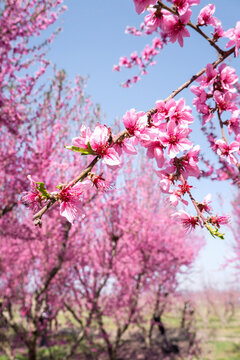 Early spring peach or apricot blossom, with beautiful pink flowers on a tree branch, Veria fruit farm in Central Macedonia, Imathia region of Greece, seasonal apple or cherry sakura festival