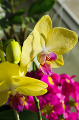 Fototapeta premium Phalaenopsis flower close-up in a botanical garden.