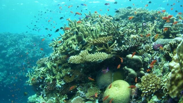 Healthy corals and colorful fish thrive on a shallow coral reef in Fiji. This South Pacific island group harbors high marine biodiversity and is a popular destination for divers and snorkelers.