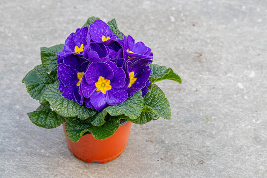Purple newly purchased Primula