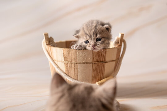 Newborn British Shorthair kittens. Studio photoshoot