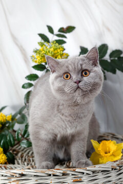 British Shorthair kittens with spring flowers