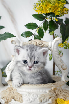 British Shorthair kittens with spring flowers