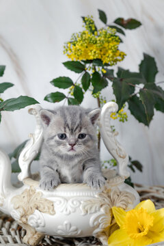 British Shorthair kittens with spring flowers