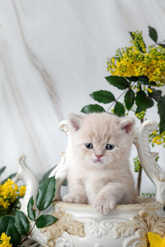 British Shorthair kittens with spring flowers