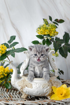 British Shorthair kittens with spring flowers