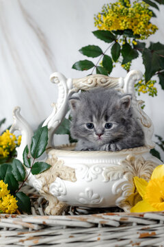 British Shorthair kittens with spring flowers