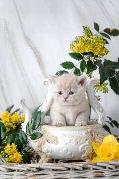 British Shorthair kittens with spring flowers