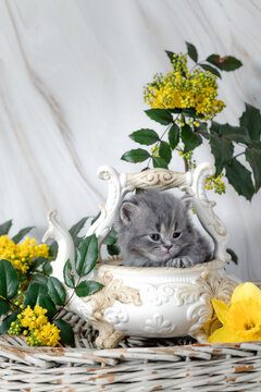 British Shorthair kittens with spring flowers