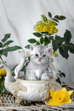 British Shorthair kittens with spring flowers