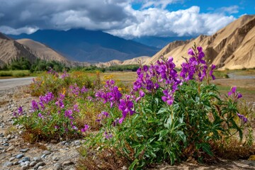 Fototapeta premium Scenic view of blooming flowers in a field with mountains and cloudy sky in the background, showcasing natural beauty and tranquility of the landscape.