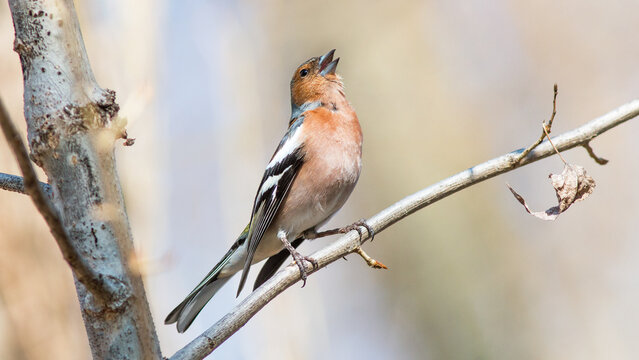 robin on branch