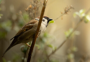Mazurek siedzący na gałęzi z jasną wiosenną zielenią w tle © Zuzanna
