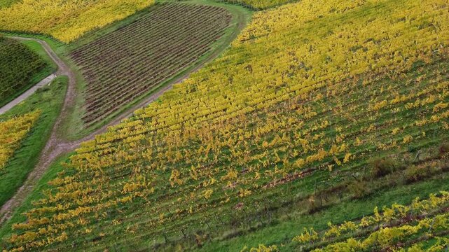 Goldene Weinberge bei Birkweiler &ndash; Herbst aus der Luft