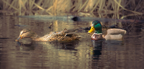 Para kaczek krzyżówek żerująca przy brzegu jeziora © Zuzanna
