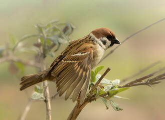 Mazurek wzbijający się do lotu z rozłożonymi skrzydłami © Zuzanna