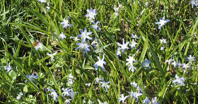 Bombylius major |  Large bee-fly or dark-edged bee-fly feeding on nectar with its long rigid proboscis while hovering and front legs griping on glory-of-the-snow flowers (Scilla luciliae)