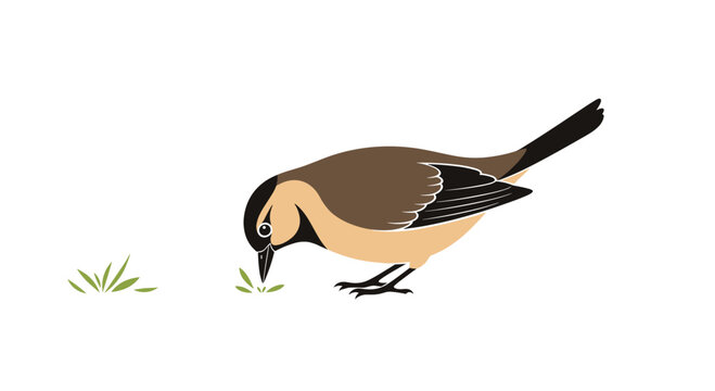 Small brown and tan garden bird with a black head pecking at green grass on a plain and clean white background.