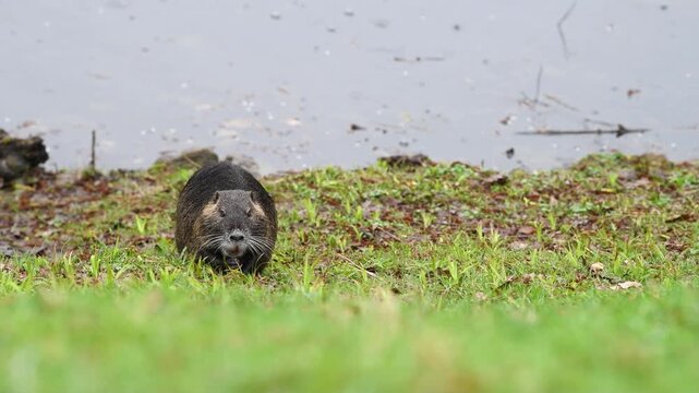 Nutria river rat, coypu herbivorous, semiaquatic rodent, Myocastoridae at water pond, wildlife animal, habitat wetlands
