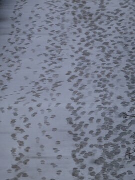 PISADAS EN LA NIEVE