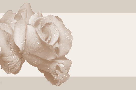 Minimalistische Rosenbl&uuml;te auf warm beigem Hintergrund - Elegantes florales Design mit freigestellter Rose und Copy Space f&uuml;r moderne Layouts, Karten oder Social Media