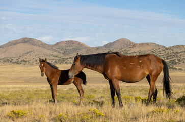 Fototapeta premium Wild Horse Mare and Foal in the Utah Desert in Autumn