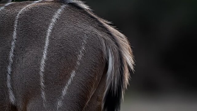 Zebra back with white stripes.