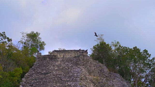 Flock of vultures are flying above the pyramid in ancient ruins of Mayan pyramids at the archaeological site of Coba on the Yucatan Peninsula, Mexico. Majestic stone structures surrounded by jungle