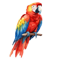 Scarlet Macaw, colorful watercolor painting with bold outlines, isolated on a white background. © zenvor