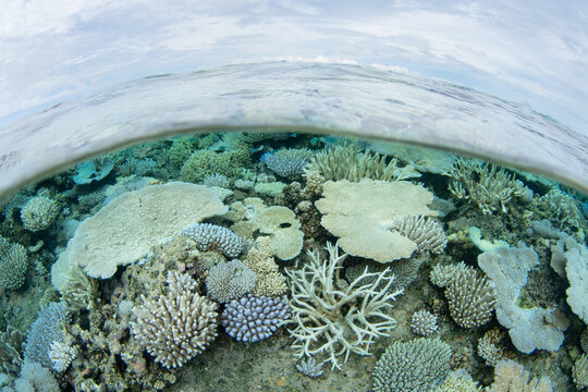 Fragile, reef-building corals dominate on a shallow coral reef in Fiji. This South Pacific island group harbors high marine biodiversity and is a popular destination for divers and snorkelers.
