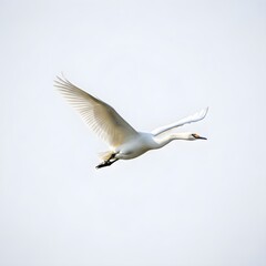 Fototapeta premium White bird in flight against a clear sky