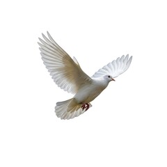 Fototapeta premium A bird in flight with wings spread wide against a plain background