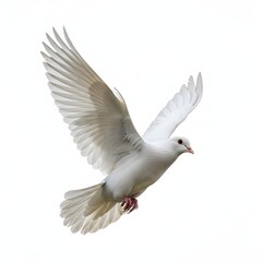 Obraz premium White dove in flight with outstretched wings