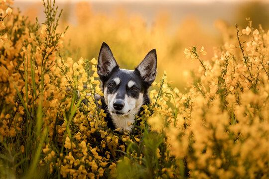 Australian Kelpie Dog in gelbem Ginster - Busch mit gelben Bl&uuml;ten