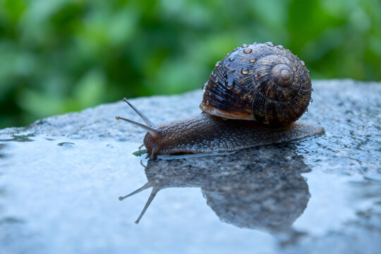 Snail's Journey on Wet Stone: A snail traverses a wet stone, its delicate body and spiral shell reflecting the damp environment, capturing the essence of the natural world and the snail's resilience.