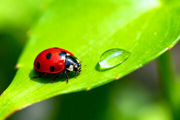 Fototapeta premium Ladybug on Green Leaf: A vibrant ladybug with a vivid red shell, marked by black spots, perches gracefully on a textured green leaf beside a pristine droplet, showcasing nature's delicate balance.