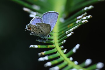 Petit papillon bleu (Lycaenidae) sur feuille verte © Bovek Photography