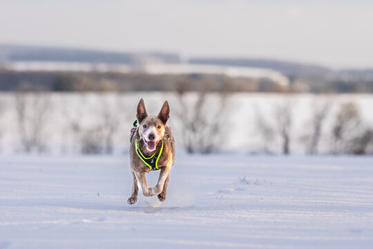 Kelpie Hunde haben Spass im Schnee