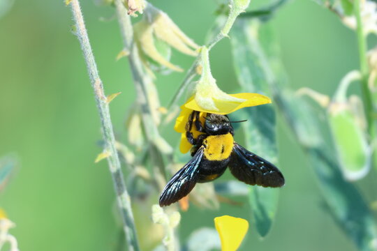 Abeille charpenti&egrave;re noire (Xylocopa sp.) sur fleur jaune