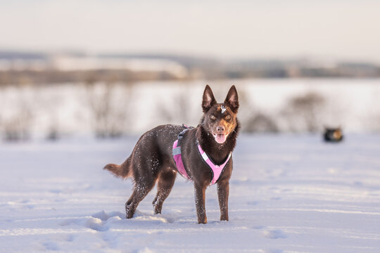 Kelpie Hunde haben Spass im Schnee