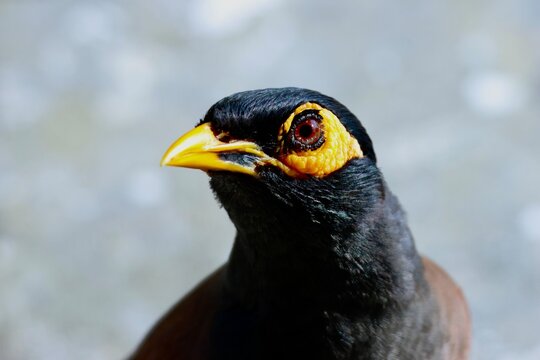 Mainate commun (Acridotheres tristis) en portrait rapproch&eacute;