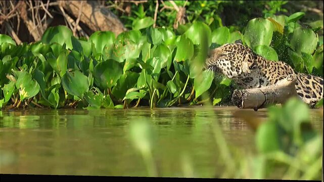 Jaguar Shaking Water in Tropical River Habitat