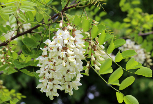 White acacia (Robinia pseudoacacia) blooms in nature