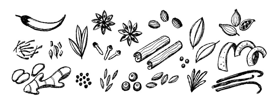 Collection of hand drawn spices, herbs and seasonings in sketch style. Organic shapes, textured lines and monochrome palette create a natural, authentic and artisanal look with a raw, expressive chara
