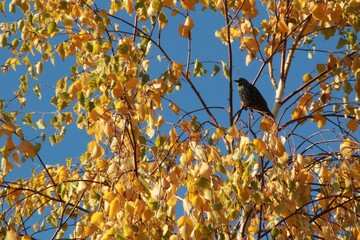 Ptak na brzozie jesienią © Dariusz