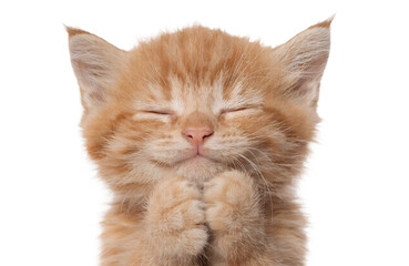 Fototapeta premium Adorable Ginger Kitten with Paws Together and Closed Eyes Isolated PNG